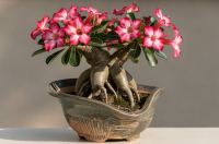 Adenium obesum - Róża pustyni: Gdy posąg uczy się kwitnąć