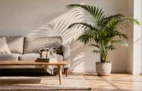 Chamaedorea elegans - Palma górska: elegancja dla każdego wnętrza