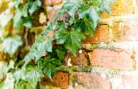 Hedera - bluszcz: niestrudzone pnącze, które rośnie wszędzie