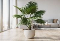 Livistona rotundifolia - Okrągła palma wachlarzowa: Tropikalna elegancja z doskonałymi pierścieniami