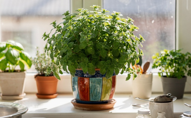 Majeranek - Origanum majorana: Aromatyczne zioło pełne smaku i zdrowia