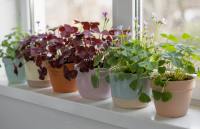 Oxalis - szczawik: Skrzydła motyla, które zamykają się na noc