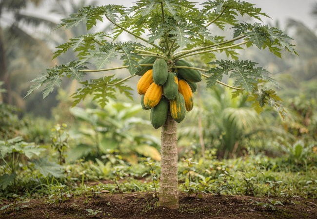 Carica papaya - Papaja: Owoce tropikalne w Twoim domu