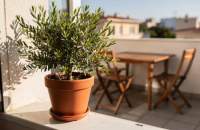 Pistacia lentiscus: aromatyczny krzew z regionu Morza Śródziemnego