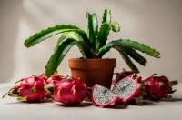 Pitahaya - Hylocereus: Smoczy owoc z pięknym kwiatem