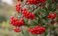 Pyracantha - Głóg: ogniste piękno czterech pór roku