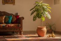 Tamarindus indica - Tamaryndowiec: tropikalne drzewo o kwaśnym smaku