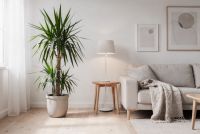 Yucca - Yucca: Pustynna rzeźba z dramatycznymi kwiatam