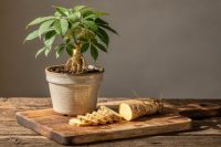 Żeń-szeń - Panax: Korzeń nieśmiertelności i witalności