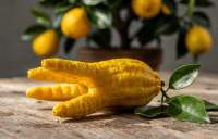 Ręka Buddy – Aromatyczny cytrus