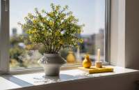 Corokia cotoneaster - Nowozelandzki cud z drucianym sercem