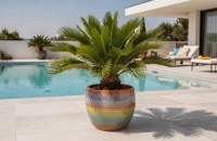  Cycas revoluta - Prehistoryczne rośliny z liśćmi palmowymi 