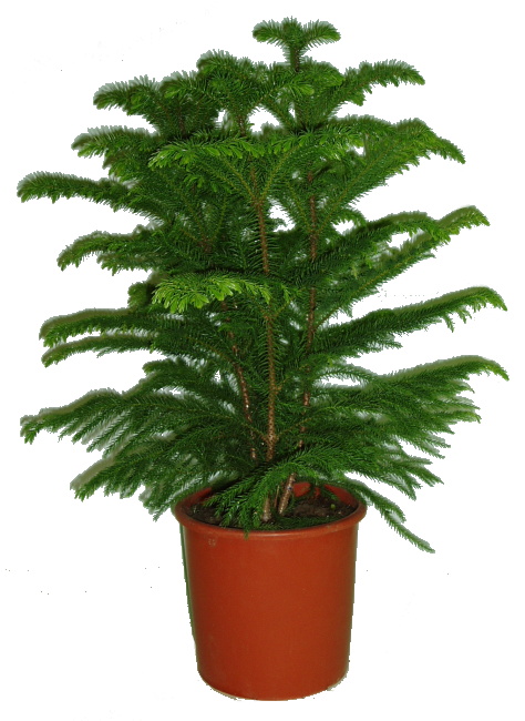 Araucaria Heterophylla - Blahočet ztepilý 3 stromy v jednom květináči 160 cm