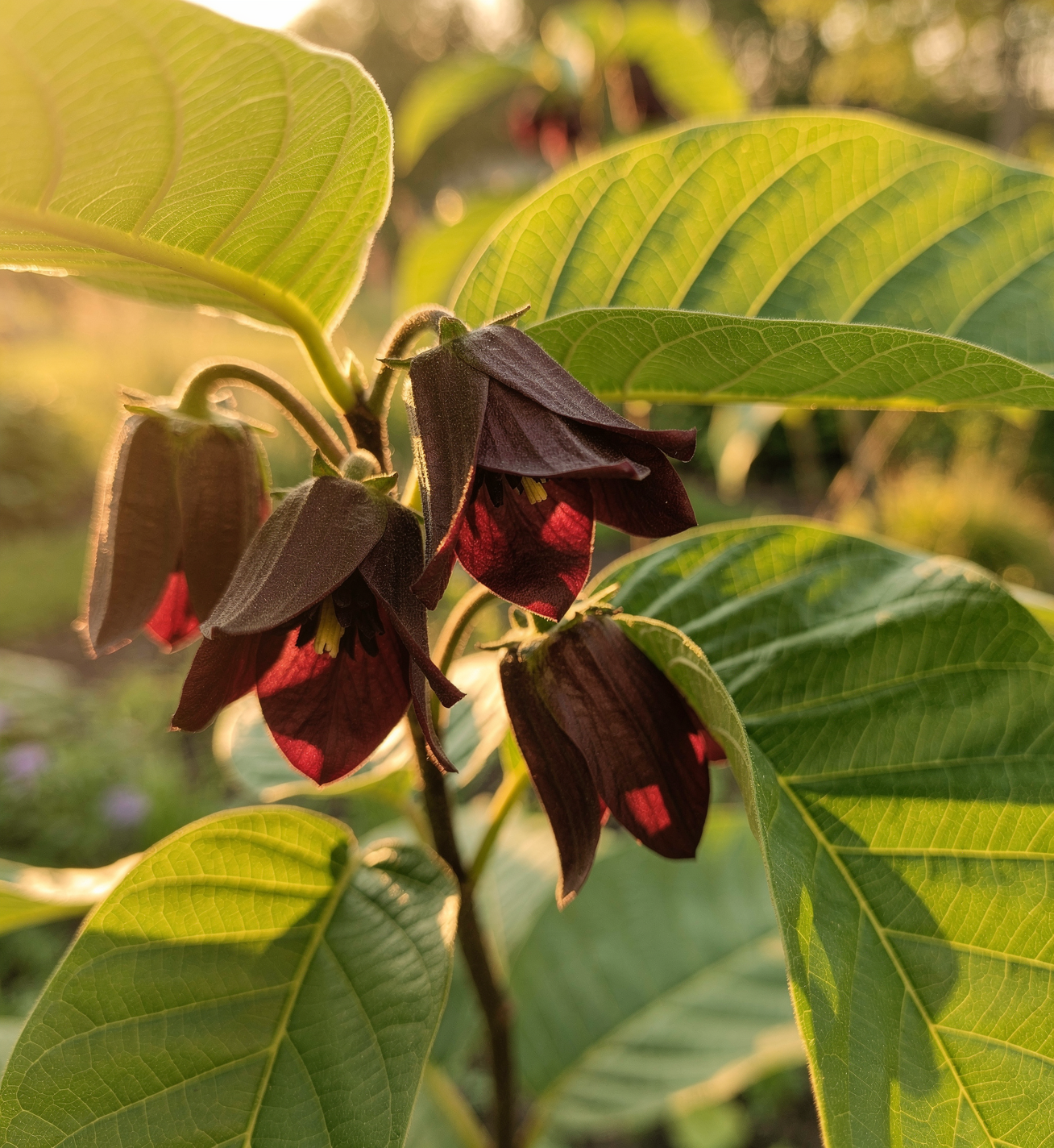 Asimina triloba - Pawpaw 150 cm