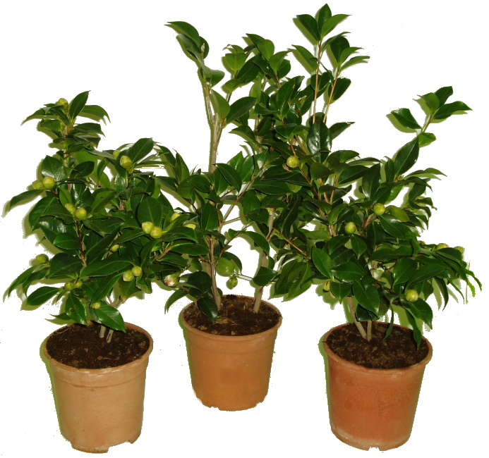 Camellia japonica - královna květin kamélie s pupeny růžovo R.L. Wheeler 2.jakost