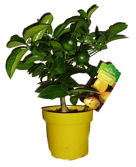 Citroník roubovaný - Limon - plodí většinu roku