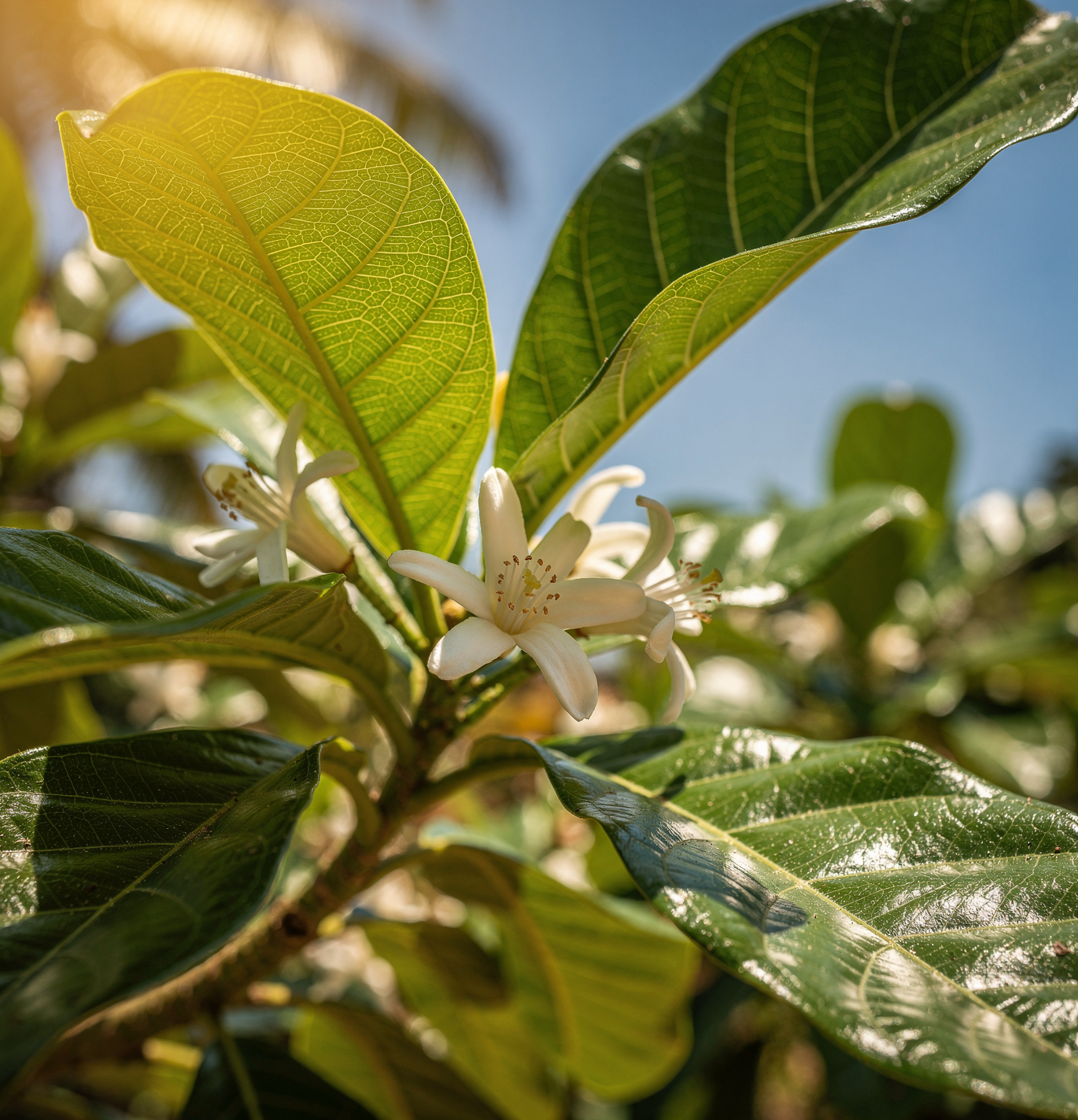 Diospyros digyna - Černá sapota - čokoládové ovoce