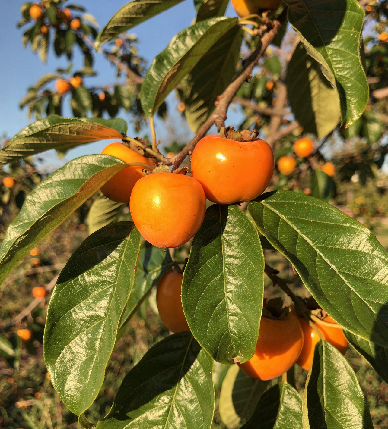 Diospyros kaki Rojo Brillante - Japonský tomel