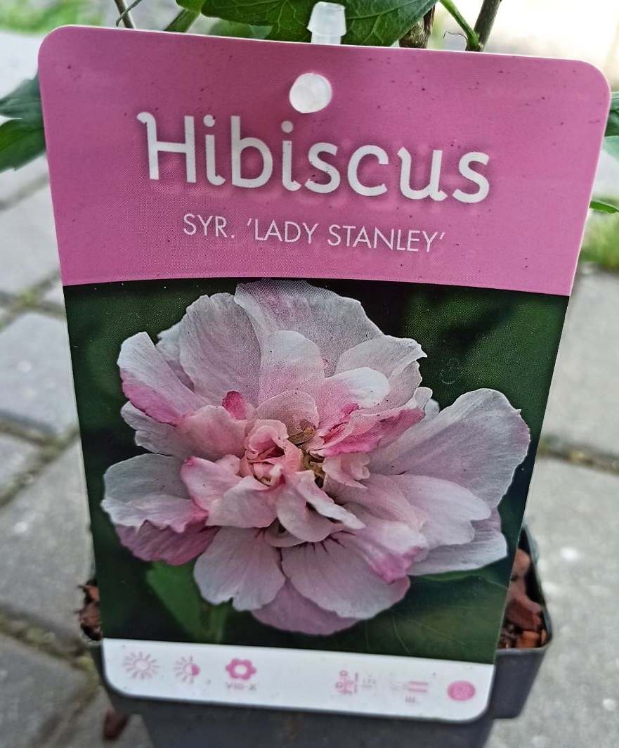 Hibiskus Hibiskus Syriacus mrozoodporny Lady Stanley