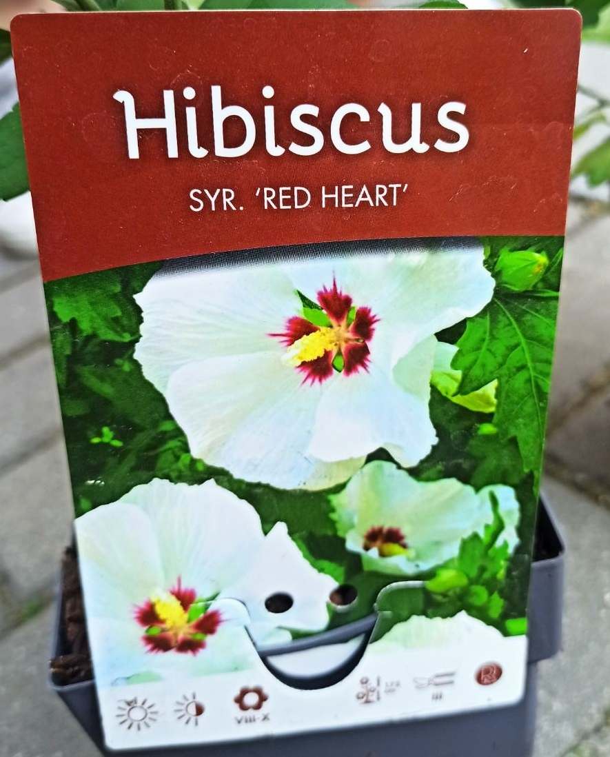 Ibišek Hibiscus Syriacus mrazuvzdorný Red heart