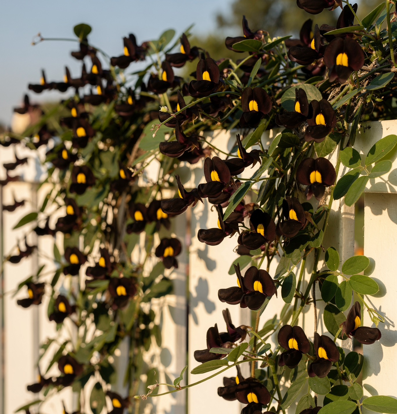 Kenedia nigricans - Kenédie černavá – exotická černá réva