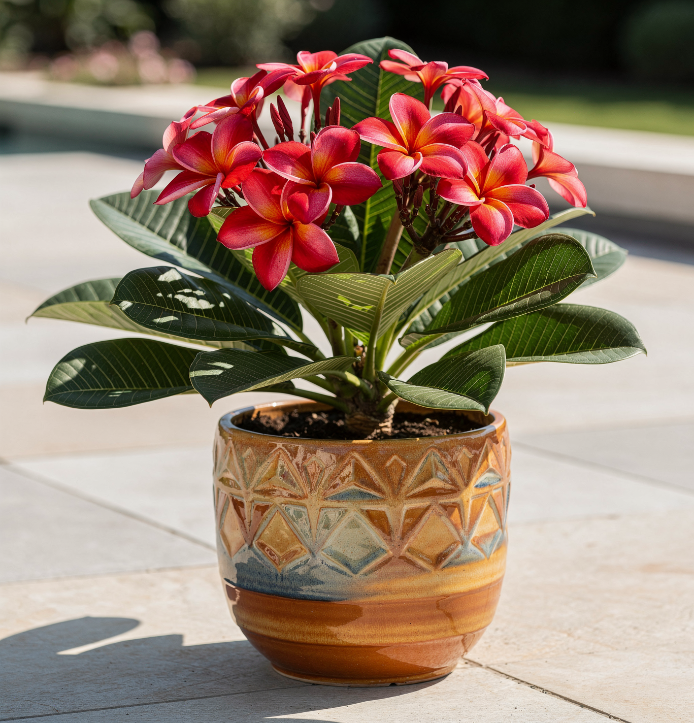 Plumeria rubra – Plumérie červená– havajská XL