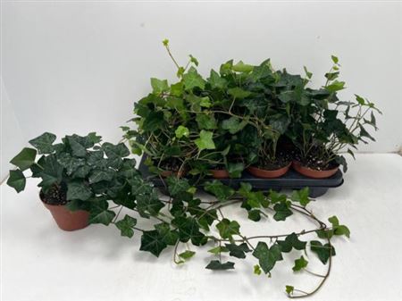 Popínavá rostlina Hedera esther