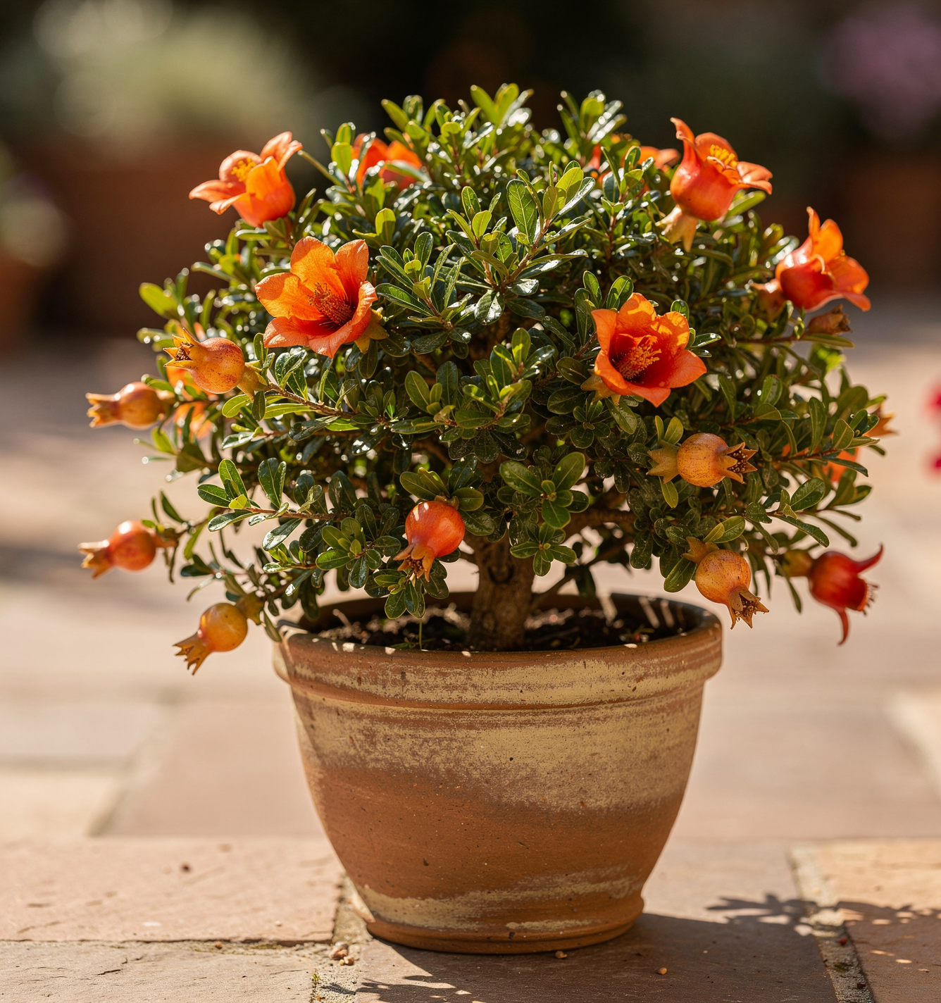 Punica granatum – Granátovník strom