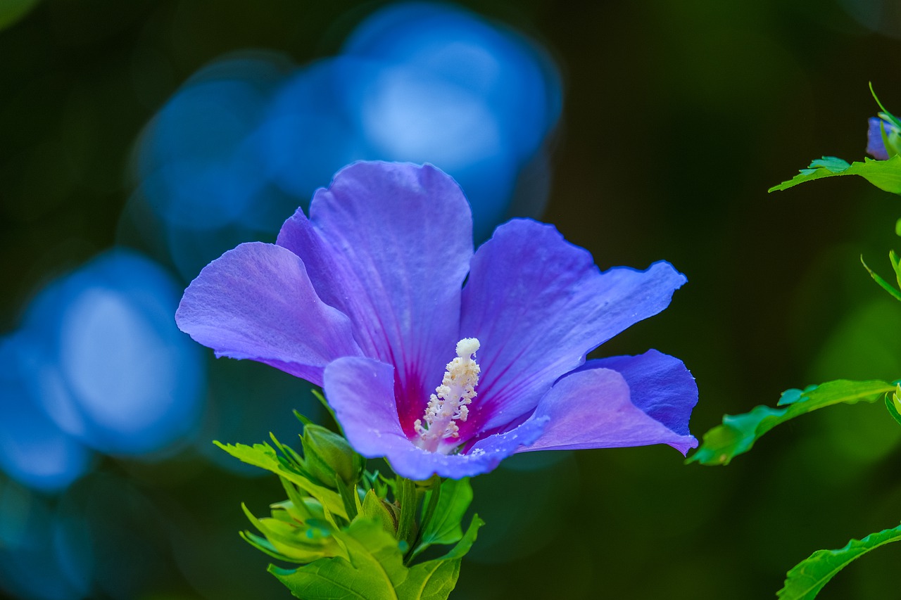 Venkovní keř - Hibiscus Syriacus - fialový
