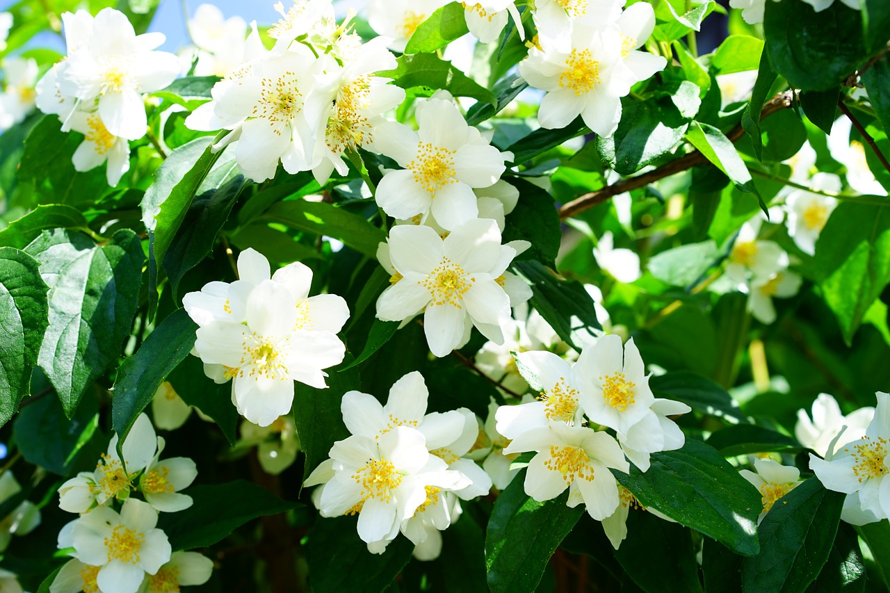 Venkovní keř - Philadelphus snowbelle- Pustoryl