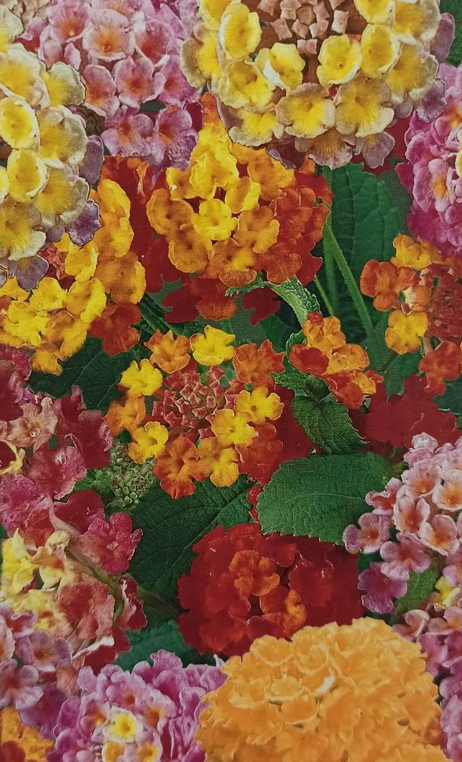 Vonkajší ker - Lantana camara - verbena na kmienku