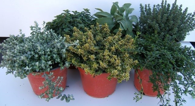 Ziele lawendy - piękne zioło