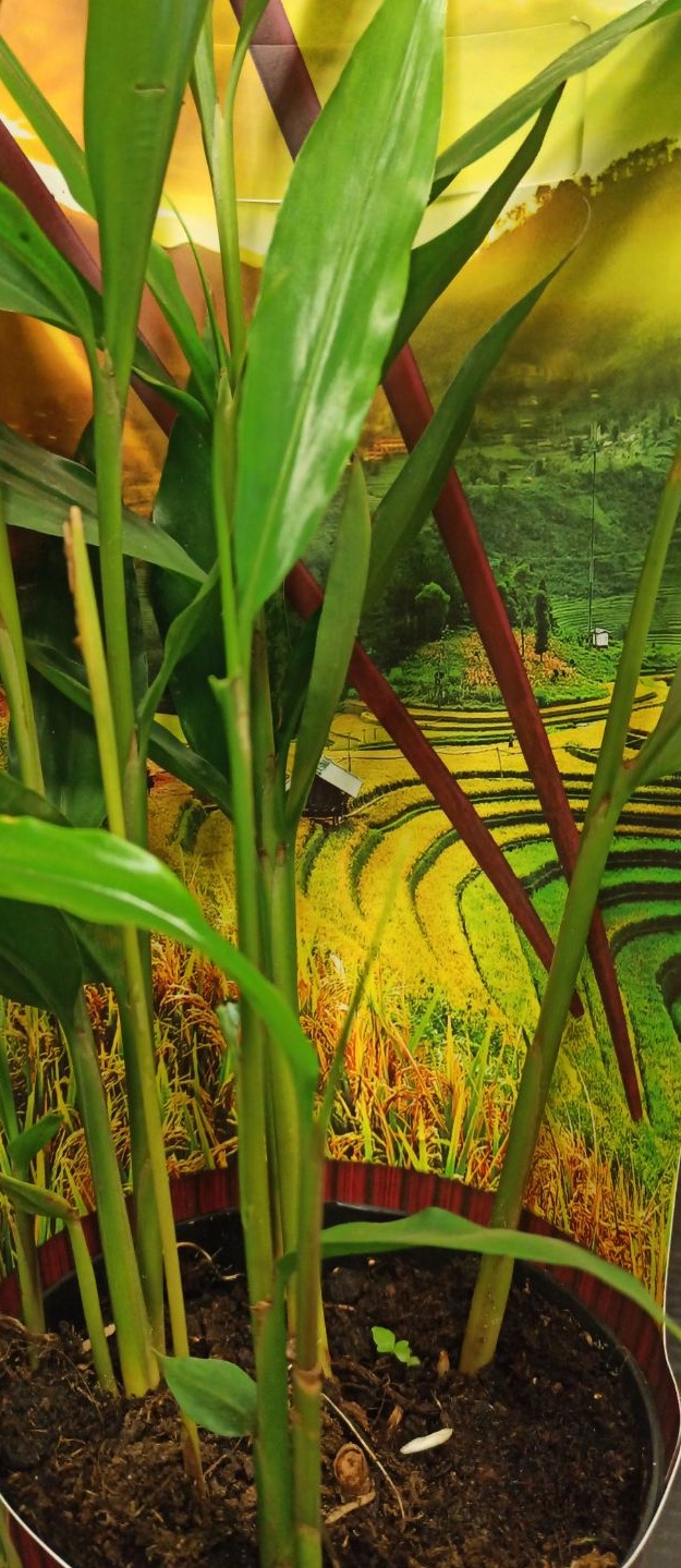 Alpinia galanga - galgán - modrý zázvor