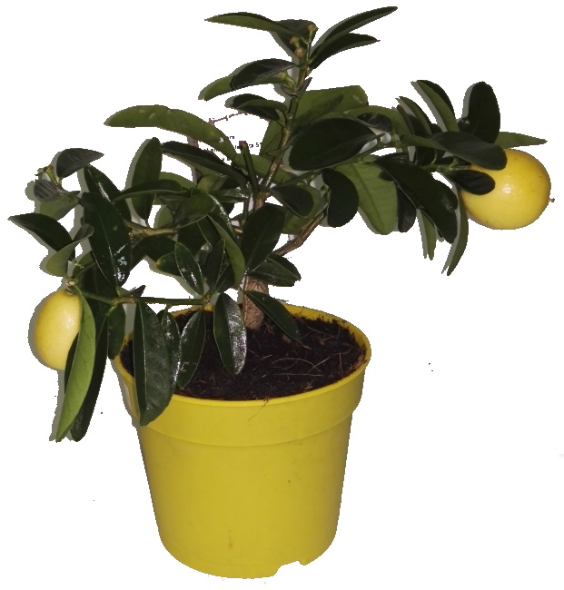 Citron roubovaný Limonella na kmínku