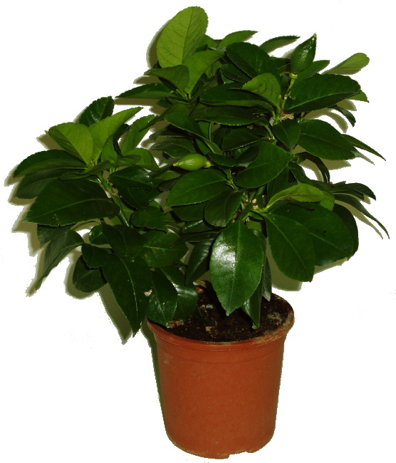 Citronovník Lemon s plody