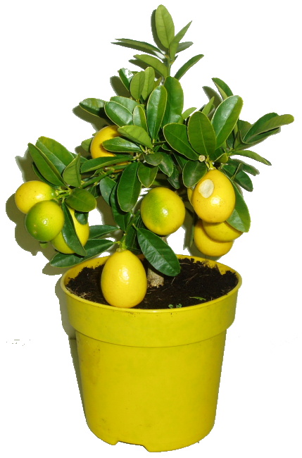 Citronovník Limonela spousty plodů