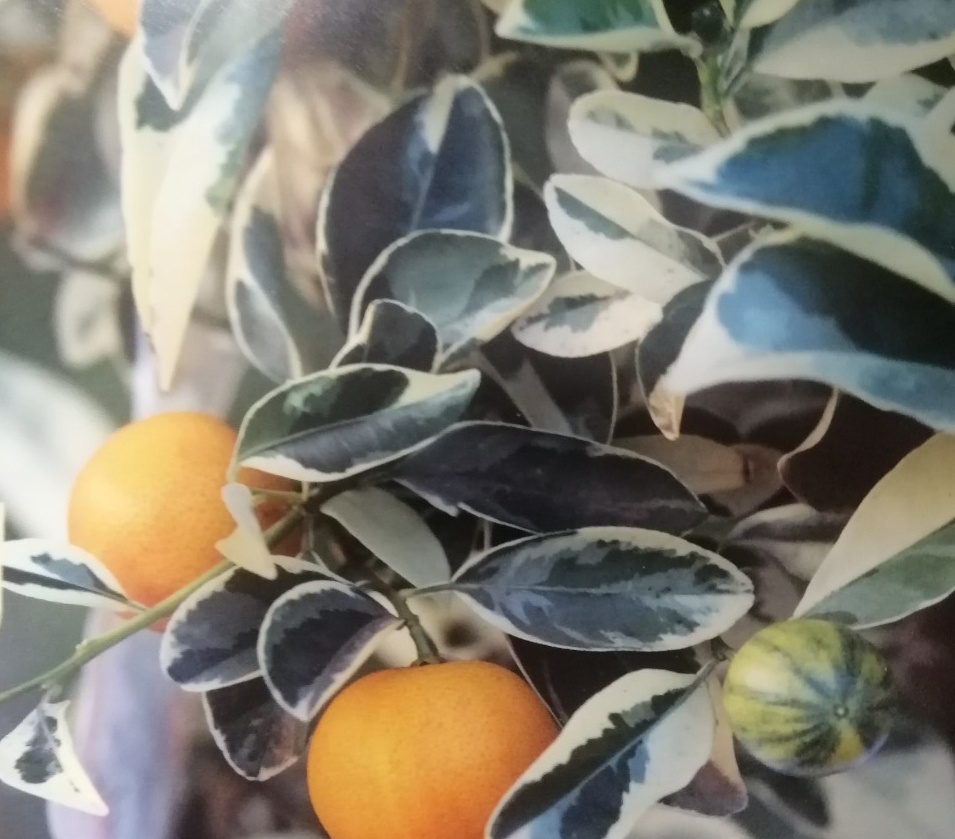 Citrus calamondin variegata - 2 jakost