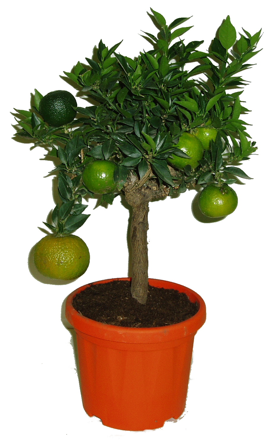 Citrus Chinotto sleva 30 %