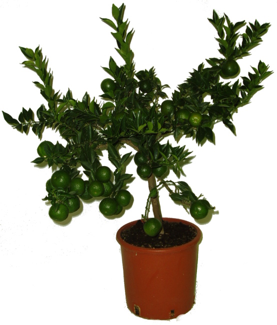 Citrus Chinotto sleva 30 %