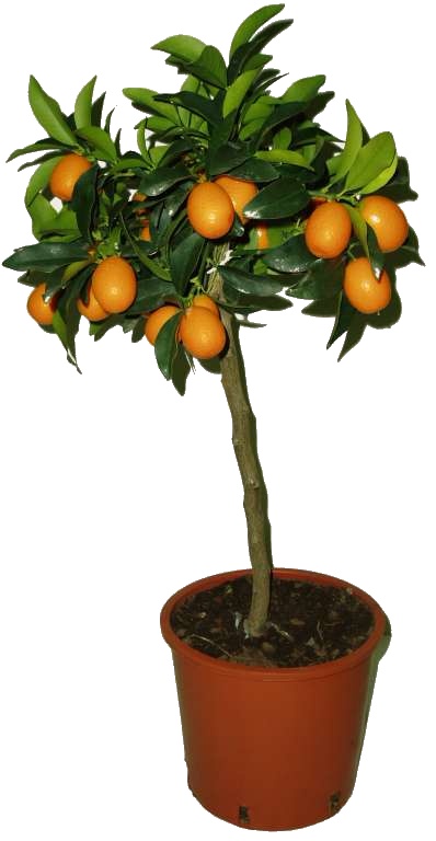 Citrus  Kumquat - 2 jakost
