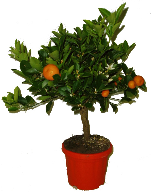 Citrusy Calamondin - mandarinkový stromek 2.jakost