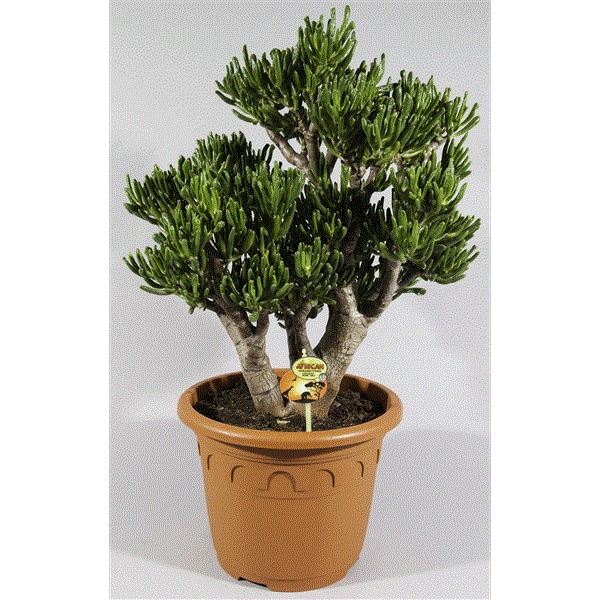 Crasulla velký stromokeř tlustice horn tree