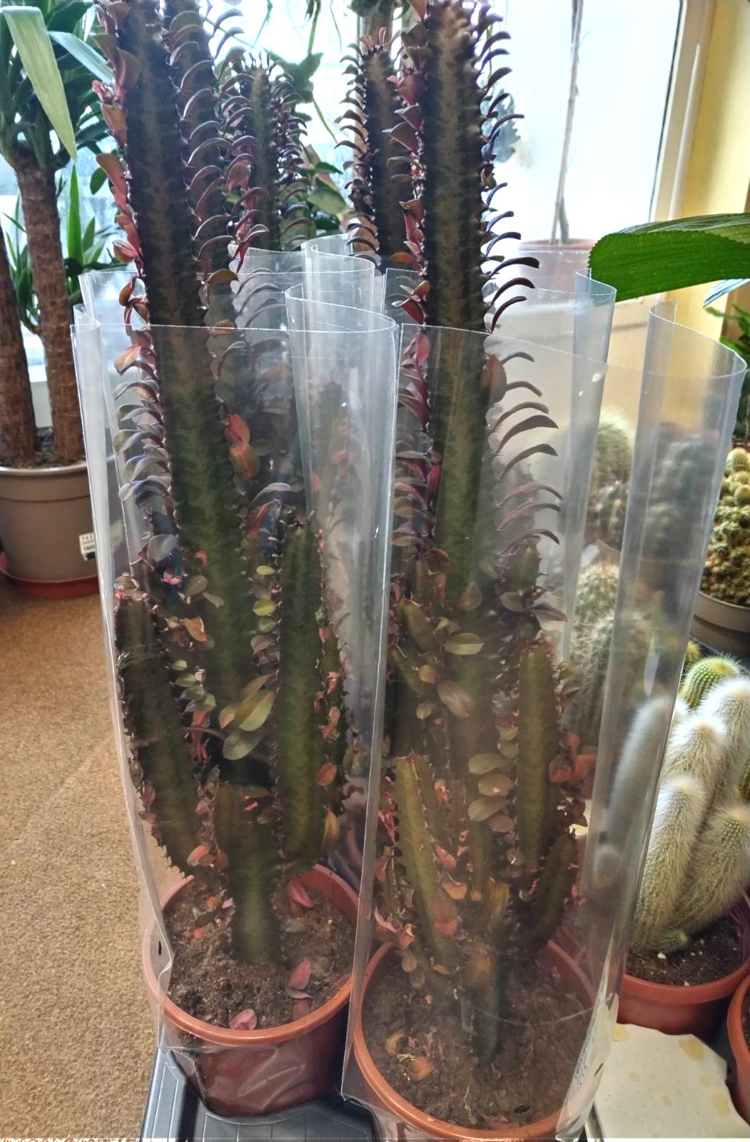 Kaktus Euphorbia 631