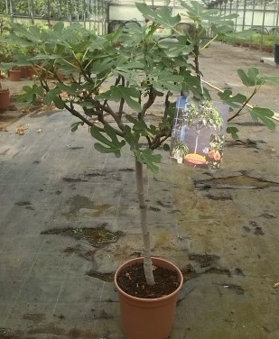 Fíkovník - Ficus bornholm - červený rozvětvený