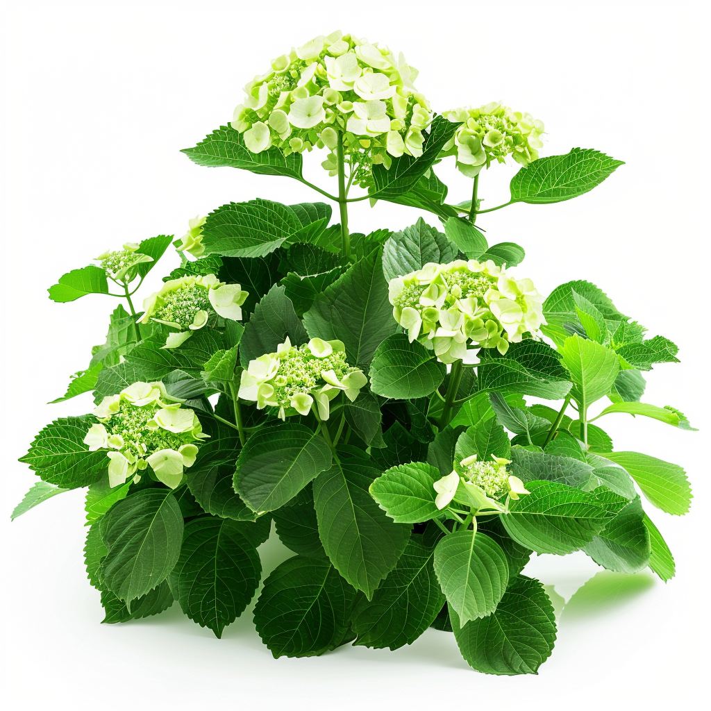 Hydrangea petiolaris - popínavá hortenzie