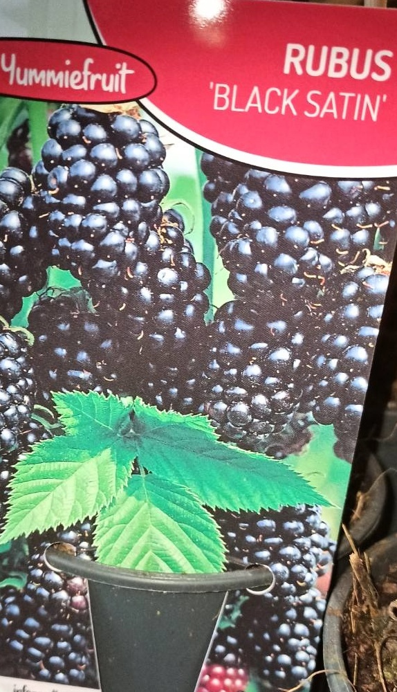 Ostružiník Black Satin