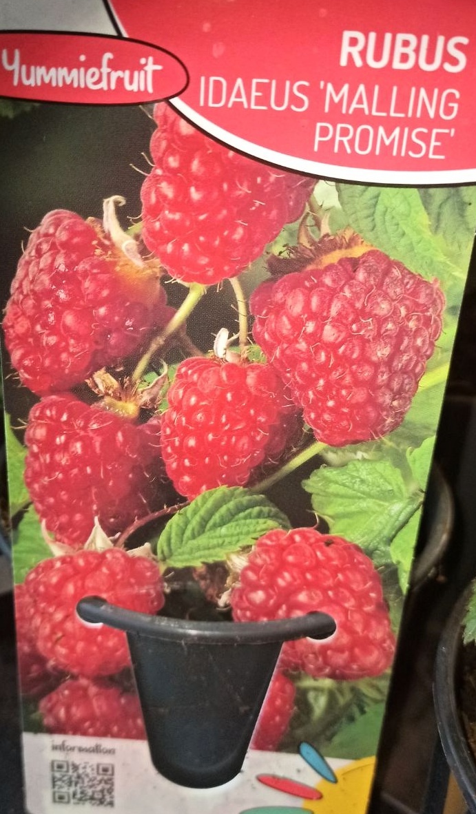 Maliník Rubus Idaeus himbere