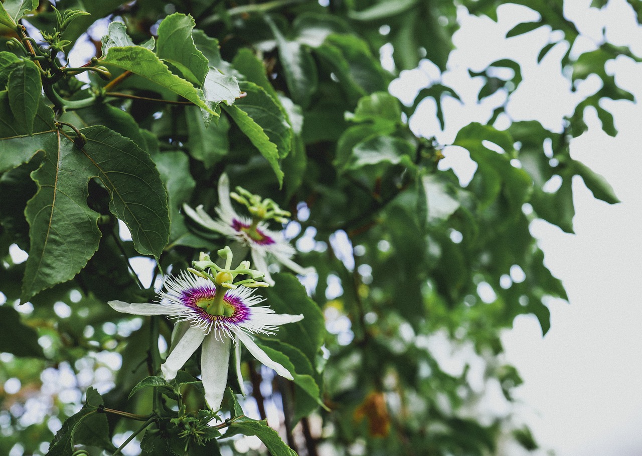 Mučenka jedlá Passiflora edulis velká rostlina - nezasíláme - pouze na prodejně