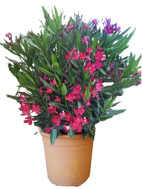 Oleandr kvetoucí keř velký hustý růžový