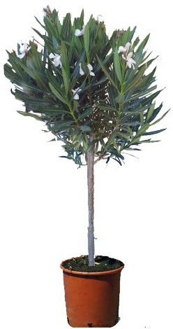 Oleandr strom na kmínku červený